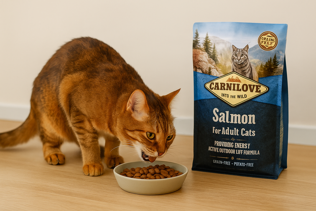 beste kattenvoer voor actieve katten