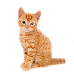 Dit moet je weten over katten: voeding, verzorging en slimme oplossingen voor thuis