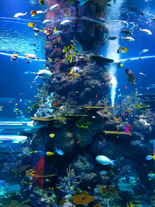 Een helder verlicht tropisch aquarium met kleurrijke vissen, groene waterplanten en stenen decoratie, in een moderne woonkameromgeving met rustig kabbelend water.