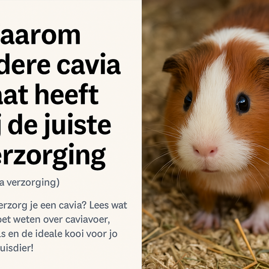 Dé complete checklist voor een blije en gezonde cavia (je vergeet deze tips nooit meer!