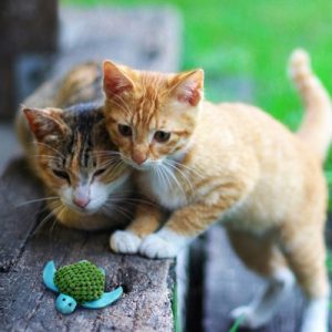 Kong Kat Catnip Turtle - Afbeelding 3