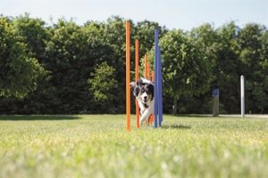 Trixie Dog Activity Agility Slalom Stokken Blauw / Oranje - Afbeelding 6