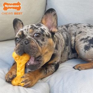 Nylabone Dura Chew Cheese Bone - Afbeelding 4