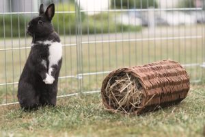 Trixie Wilgentunnel Konijn - Afbeelding 3