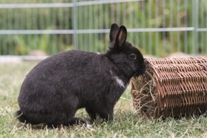 Trixie Wilgentunnel Konijn - Afbeelding 4