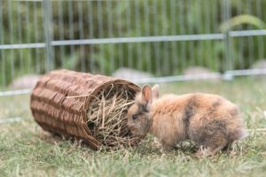 Trixie Wilgentunnel Konijn - Afbeelding 5