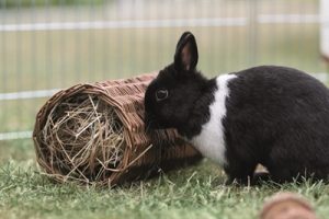 Trixie Wilgentunnel Konijn - Afbeelding 6