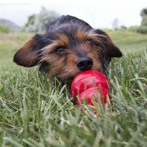 Kong Easy Treat Peanut Butter - Afbeelding 3