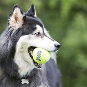 Kong Squeakair Tennisbal Geel Met Piep - Afbeelding 2