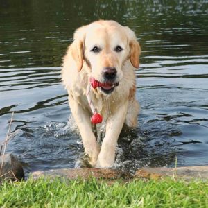 Trixie Dog Activity Mot-Fun Aqua Speelgoed Drijvend Rood Assorti - Afbeelding 4