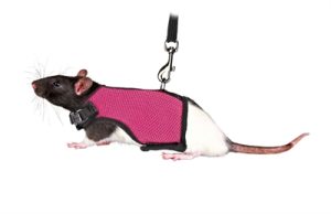 Trixie Softtuig Met Riem Voor Ratten Assorti - Afbeelding 4