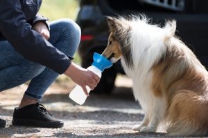 Trixie Waterdispenser Voor Onderweg Kunststof Assorti - Afbeelding 7