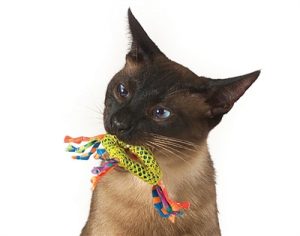 Catstages Catnip Dental Health Chew - Afbeelding 4