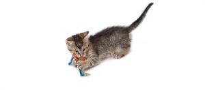 Catstages Catnip Dental Health Chew - Afbeelding 5