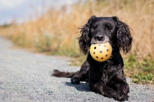 Trixie Gatenbal Natuurrubber Met Bel Voor Blinde Of Gehandicapte Hond - Afbeelding 5