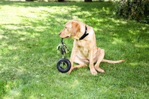 Happy Pet Grrrelli Tyre Tugger Zwart / Groen - Afbeelding 3