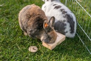 Trixie Snack Box Voor Ratten En Konijnen Hout - Afbeelding 5