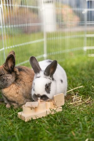 Trixie Snack Cups Voor Ratten En Konijnen Hout - Afbeelding 6