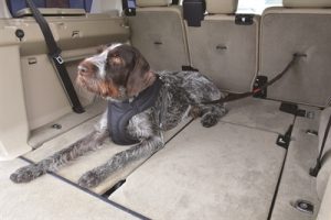 Kong Autogordel Hond Cargo Swivel - Afbeelding 6