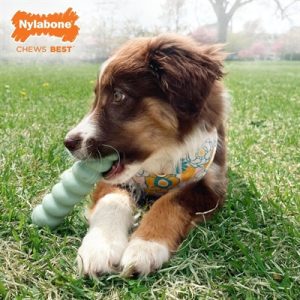 Nylabone Puppy Tactile Stick Pindakaassmaak - Afbeelding 3