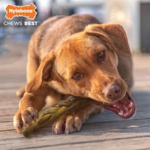 Nylabone Extreme Chew Braided Bull Stick Rundsmaak - Afbeelding 3