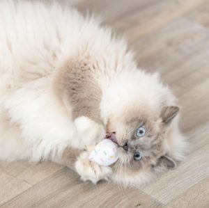 Trixie Ijsje Of Cupcake Pluche Met Catnip Assorti - Afbeelding 8