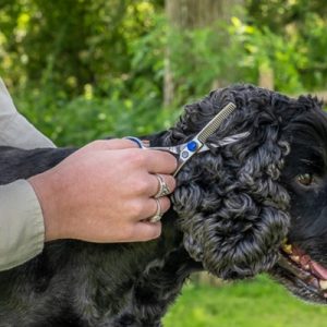 Mikki Doodle Effileerschaar Voor Kop En Poten - Afbeelding 5