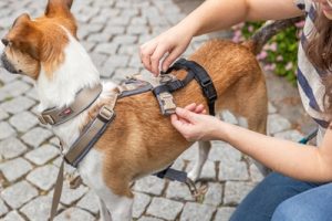 Trixie Paniekadapter Stay Voor Tuigen Zwart - Afbeelding 9