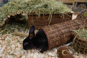 Happy Pet Wilgen Tunnel - Afbeelding 2