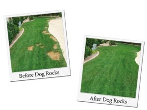 Dog Rocks - Afbeelding 2