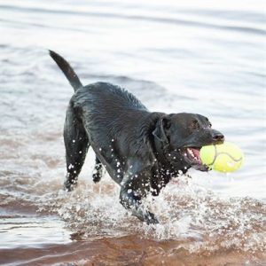 Kong Airdog Football Geel - Afbeelding 3