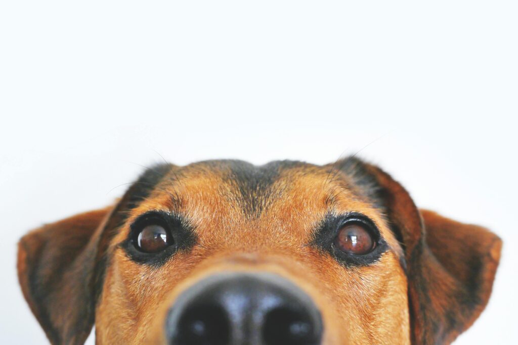 Een hond met een vlooienband om zijn nek, spelend in het gras zonder last van vlooien of teken.